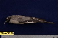 藏品(花翅山椒)的圖片